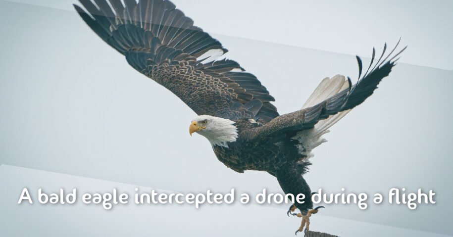 A bald eagle intercepted a drone during a flight